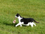 FZ023420 Cat with beef.jpg